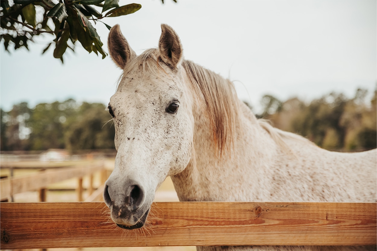 Le cheval senior