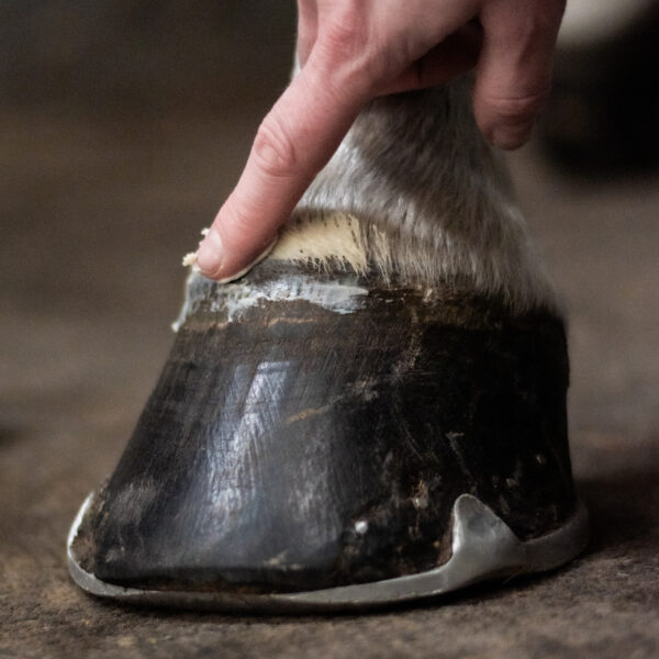 Hoof Grow - Image 3