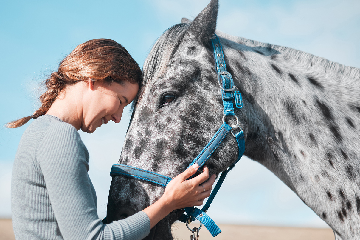 CMV cheval