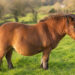 Poney en surpoids au pré, profil prédisposé au Syndrome Métabolique Équin (SME