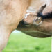pathologies articulaires cheval alimentation