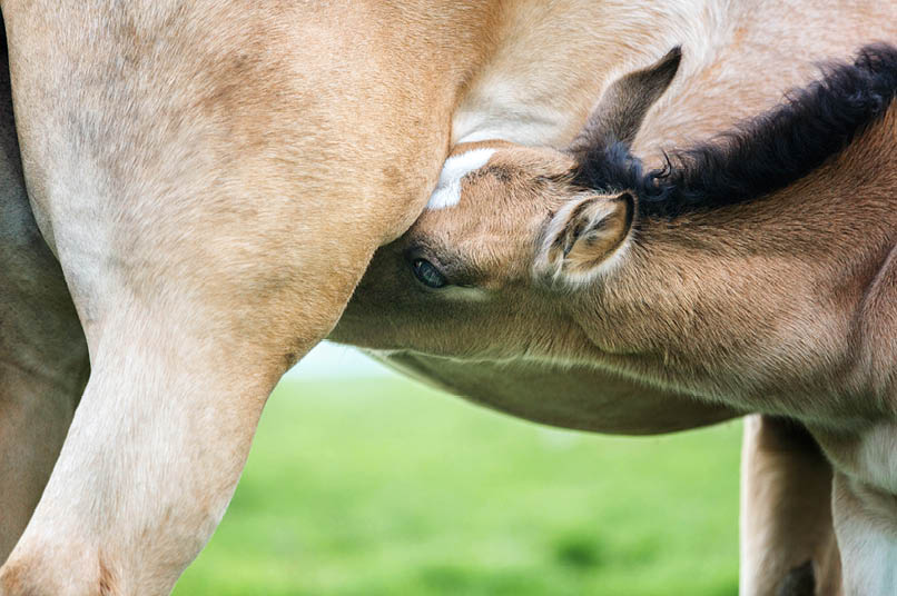 Alimentation et pathologies orthopédiques chez le cheval