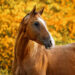 Cheval en automne