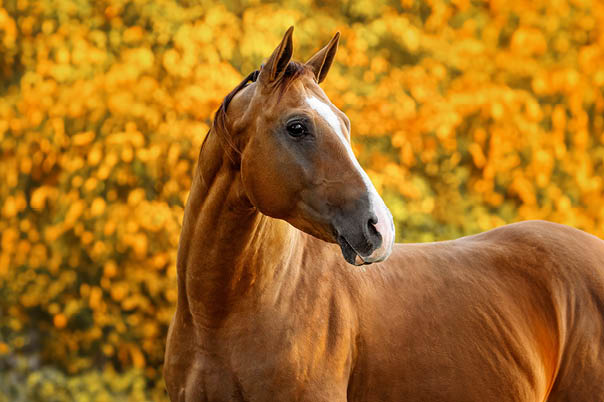 Cheval en automne : 5 points à surveiller avant l’hiver